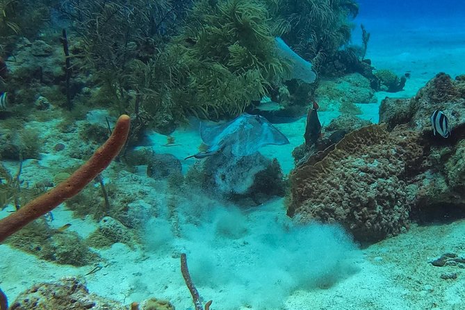 Full-Day Scuba Diving Catalina Island Tour From Bavaro - Participant Reviews
