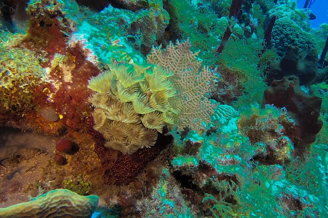 Full-Day Scuba Diving Catalina Island Tour From Bavaro - Contact Information