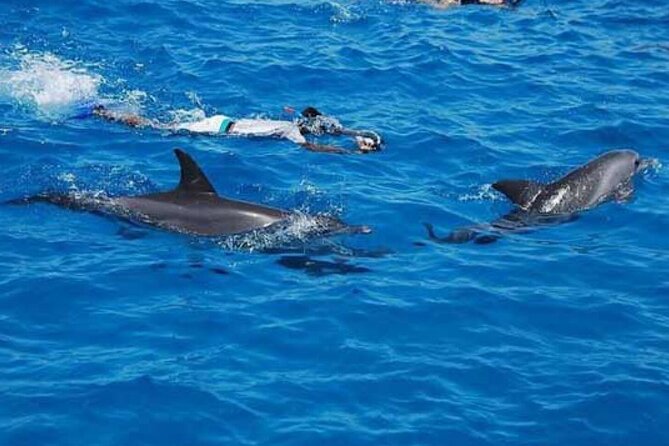 Full-Day Sea Trip With Dolphins and Snorkeling in Red Sea - Trip Overview