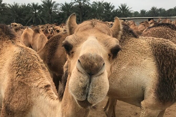 Full Day Sightseeing Tour in Bahrain - Additional Highlights