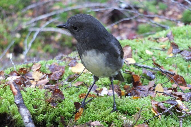 Full Day Small Group Routeburn Valley Hike - What You’ll See and Experience