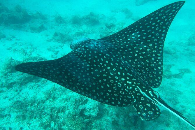 Full-Day Snorkeling Gear Rental in Puerto Rico - Practical Tips for Your Snorkeling Day