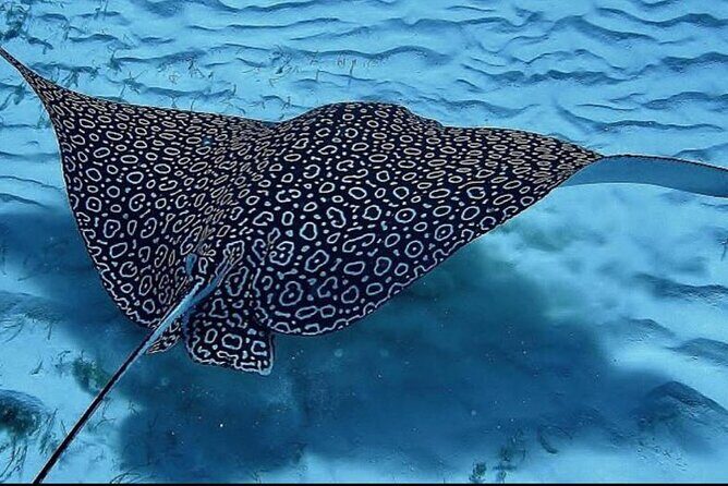 Full-Day Snorkeling Tour to Culebra Island with Lunch - Safety and Accessibility