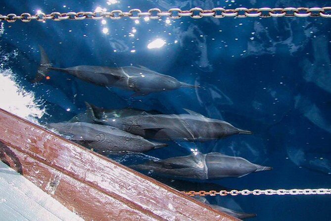 Full Day Snorkelling Cruise in Tranquility Island Resort - The Sum Up: Who Is This Tour Perfect For?