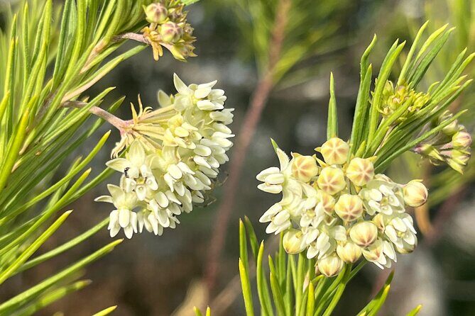 Full Day Teotitlan Del Valle Village Private Tour - Frequently Asked Questions