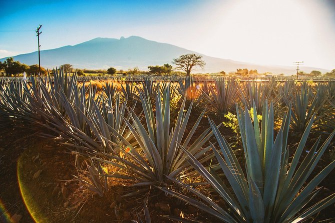 Full-Day Tequila, Jalisco From Puerto Vallarta With Tequila Experience - Frequently Asked Questions