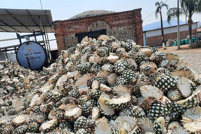 full day Tequila tour visiting artisanal distillery and downtown. - Authenticity and Value