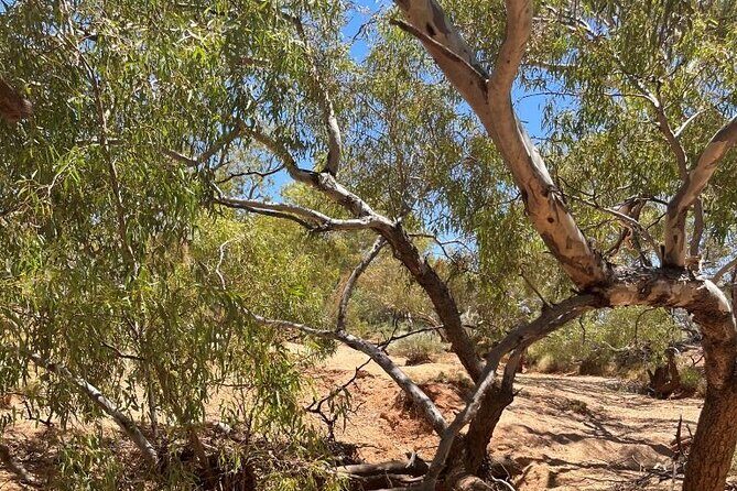 Full day The Painted Desert Tour in Outback South Australia - Highlights of the itinerary