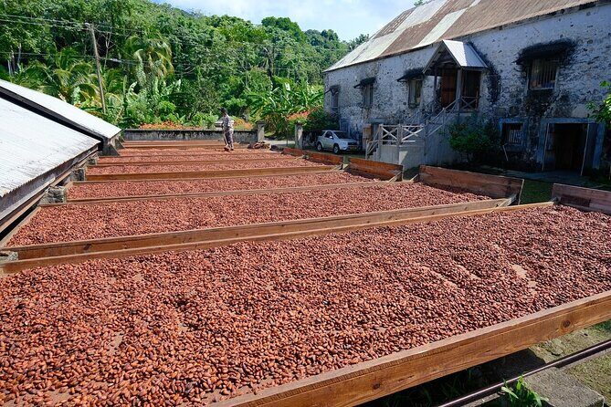 Full-Day Tour: Concord Waterfall, Chocolate Factory, Rum Distillery, Grand Etang - Exploring the Itinerary in Detail