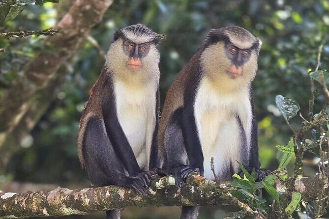 Full-Day Tour: Concord Waterfall, Chocolate Factory, Rum Distillery, Grand Etang - Final Thoughts