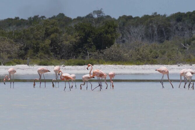 Full Day Tour from Tulum to Rio Lagartos - Exploring the Itinerary