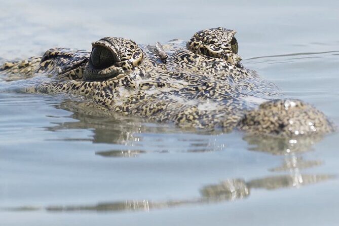 Full Day Tour from Tulum to Rio Lagartos - The Sum Up