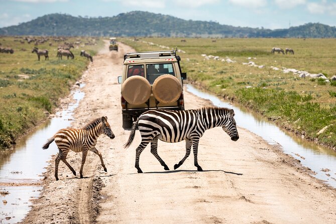 Full Day Tour in Ngorongoro Conservation Area Tanzania - Visitor Reviews and Feedback