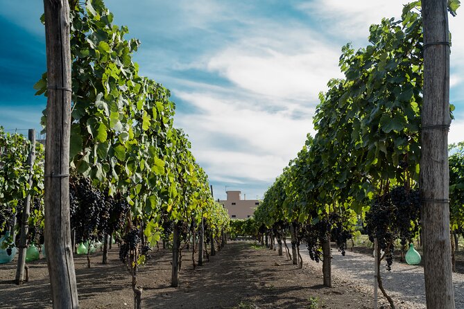 Full Day Tour in Pompei With Winery Lunch - Winery Lunch Experience