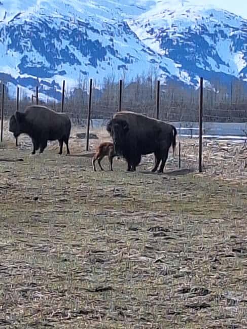 Full-day Tour in Turnagain - An In-Depth Look at the Experience