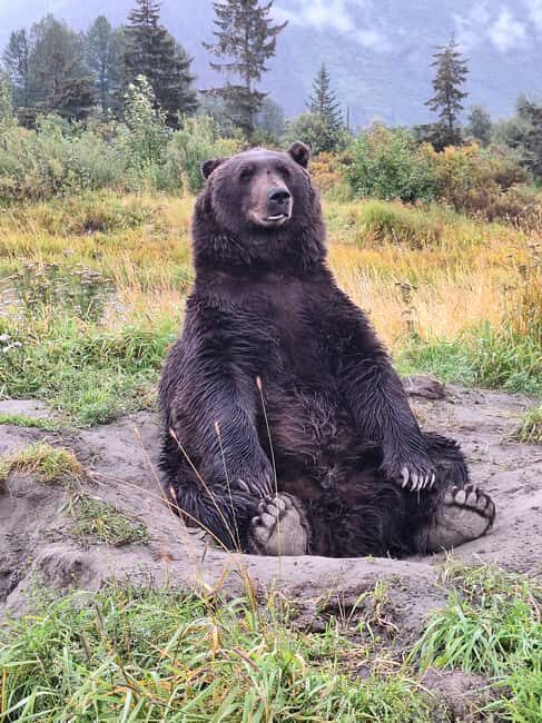 Full-day Tour in Turnagain - The Scenic Highlights