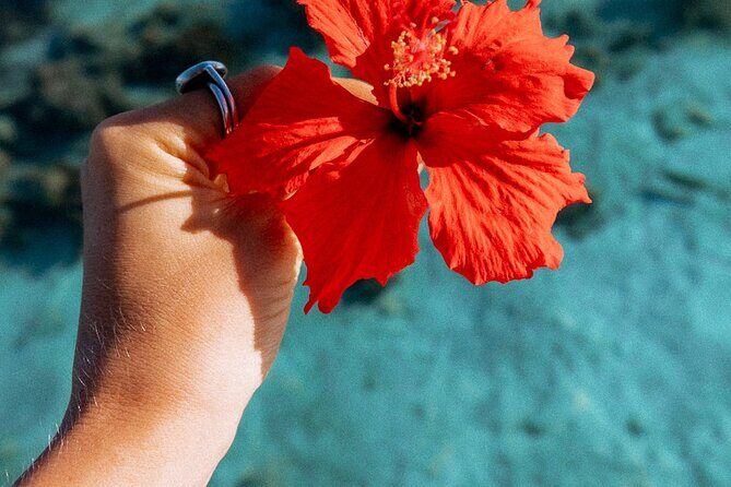 Full Day Tour : Moorea Snorkeling & Sunset Cruise on a Catamaran named Taboo - Scenic Sailing to Cook’s and Opunohu Bays