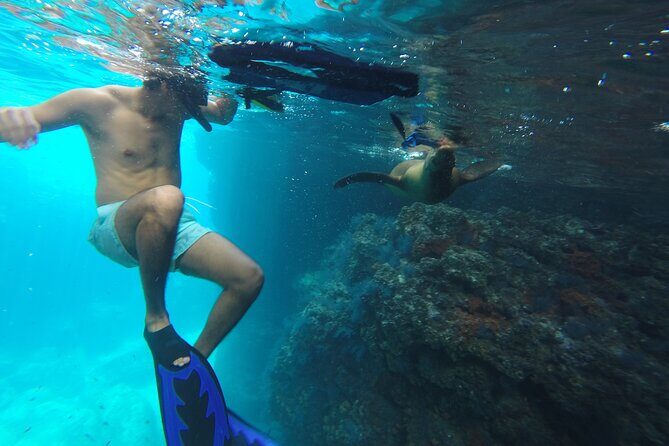 Full-Day Tour Nature Experience at Isla Espiritu Santo! Sea Lions - An In-Depth Look at the Isla Espiritu Santo Day Tour