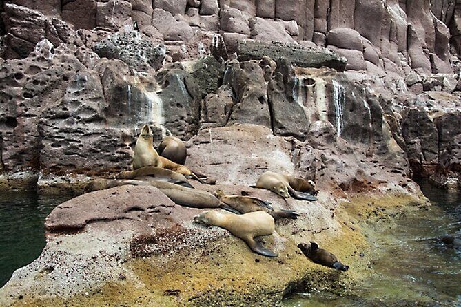 Full-Day Tour Nature Experience at Isla Espiritu Santo! Sea Lions - Final Words