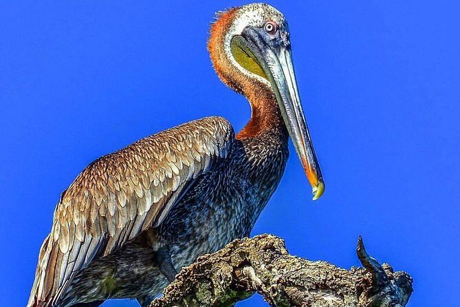 Full-Day Tour of Cayo Levantado and Los Haitises National Park - The Experience from a Travelers Perspective