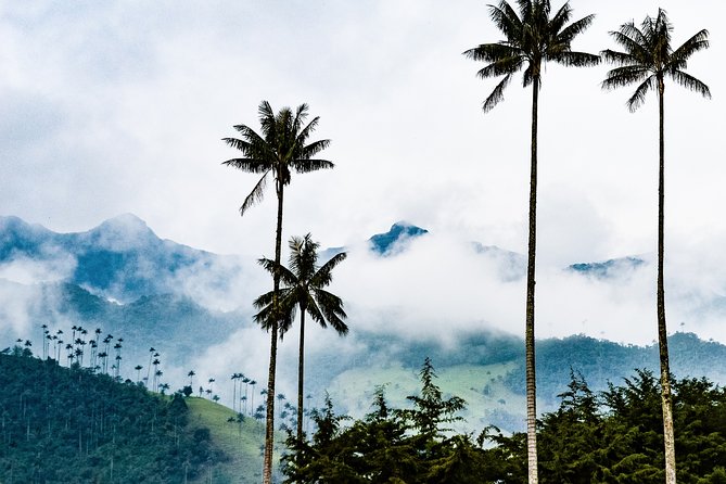 Full Day Tour of Cocora Valley, Salento, and Coffee Farm Tour (from Pereira) - Inclusions