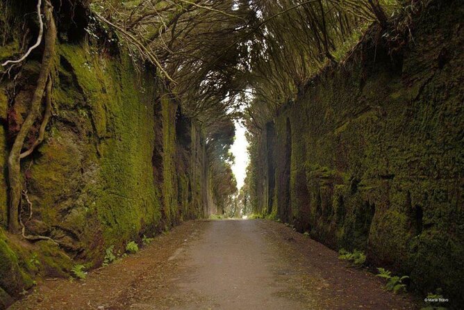 Full Day Tour of Santa Cruz and San Cristóbal De La Laguna - Lunch in Tanaga