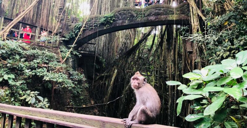 Full Day Tour of Ubud & Dine in the Shadow of a Live Volcano - Kintamani and Volcano Tour