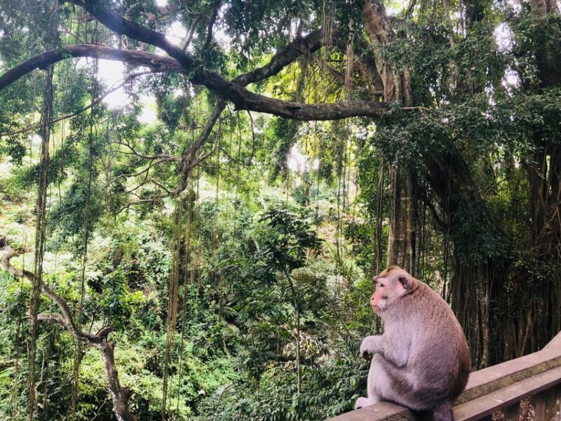 Full Day Tour of Ubud & Dine in the Shadow of a Live Volcano - Inclusions