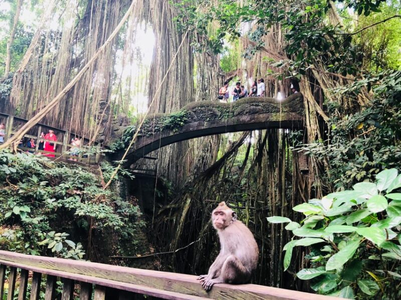 Full Day Tour of Ubud & Dine in the Shadow of a Live Volcano - Booking Information