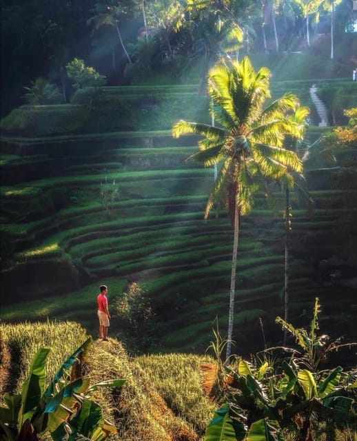 Full Day Tour of Ubud & Dine in the Shadow of a Live Volcano - Balinese Barong Dance Performance