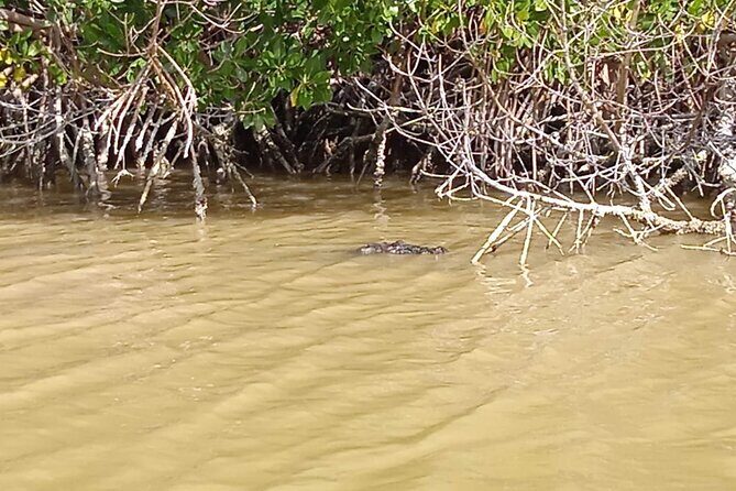 Full Day Tour Río Lagartos with Pickup from Mérida 7 AM - Key Points