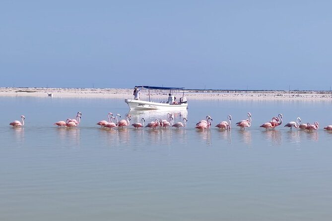 Full Day Tour Río Lagartos with Pickup from Mérida 7 AM - The Sum Up
