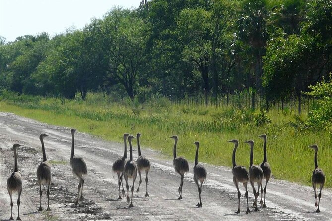 Full-Day Tour to Chaco From Asunción - Preparing for the Chaco Tour
