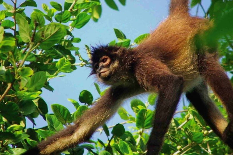 Full Day Tour to Cobá Ruins, Punta Laguna & Cenote - Key Points  