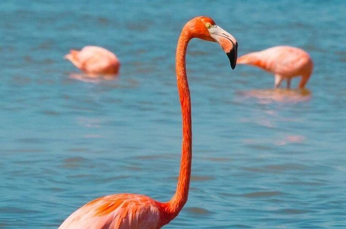 Full Day Tour to Coloradas & Rio Lagartos - FAQ