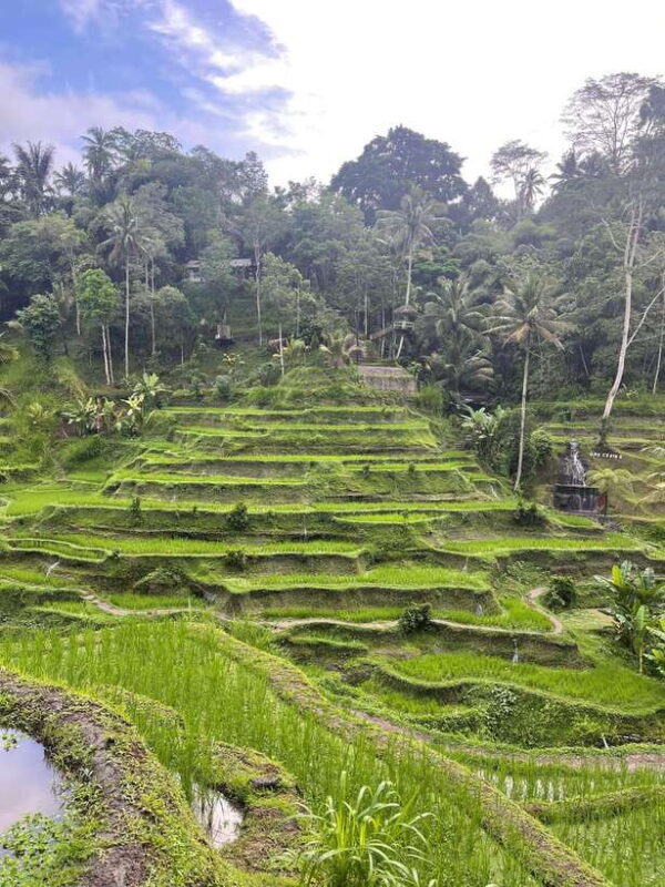 Full Day Tour To Explore Ubud with Private Car - Exploring Bali’s Charm: A Close Look at the Tour Itinerary