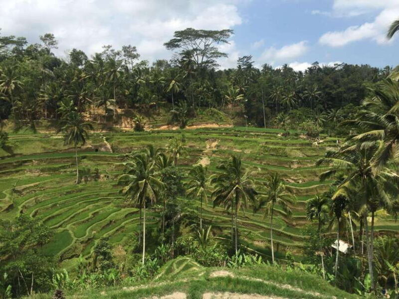 Full Day Tour To Explore Ubud with Private Car - Authentic Experiences and Visitor Feedback