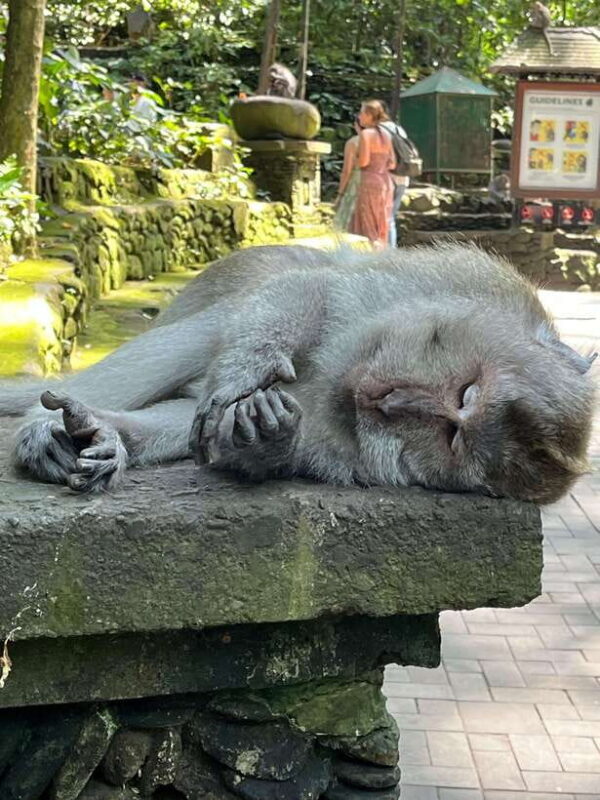 Full Day Tour To Explore Ubud with Private Car - The Value of This Bali Experience