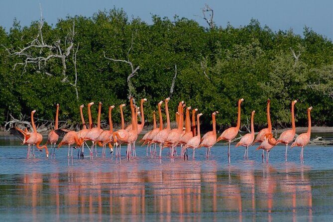 Full day tour to Rio Lagartos and Las Coloradas from Riviera Maya - Detailed Review of the Tour Experience