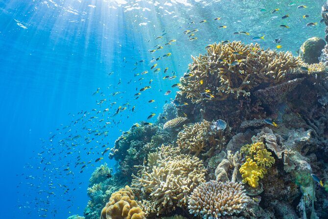 Full Day Tour to Sunlover Cruises Moore Reef and Fitzroy Island - Who Is This Tour Best For?