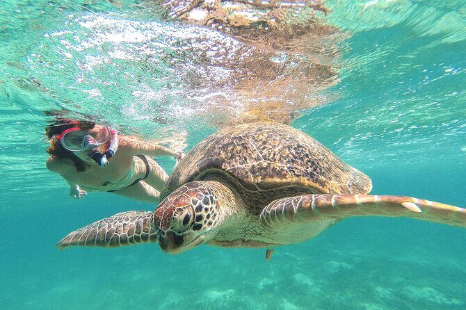 Full Day Tour to Tulum Cenote and Swim with Turtles in Akumal - Key Points