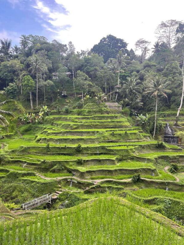 Full Day Tour To Ubud Included Ticket - Discover Bali’s Highlights in a Day: Ubud Tour with Monkeys, Rice Terraces, and Waterfalls
