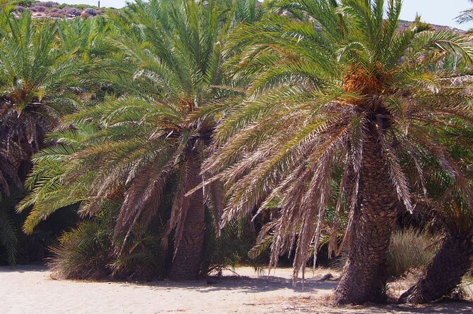 Full-Day Tour to Vai Palm Beach, Toplou Monastery, and Sitia Town - Health and Accessibility