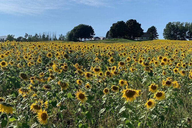 Full day Tour with Private Driver in Quebec - Final Thoughts