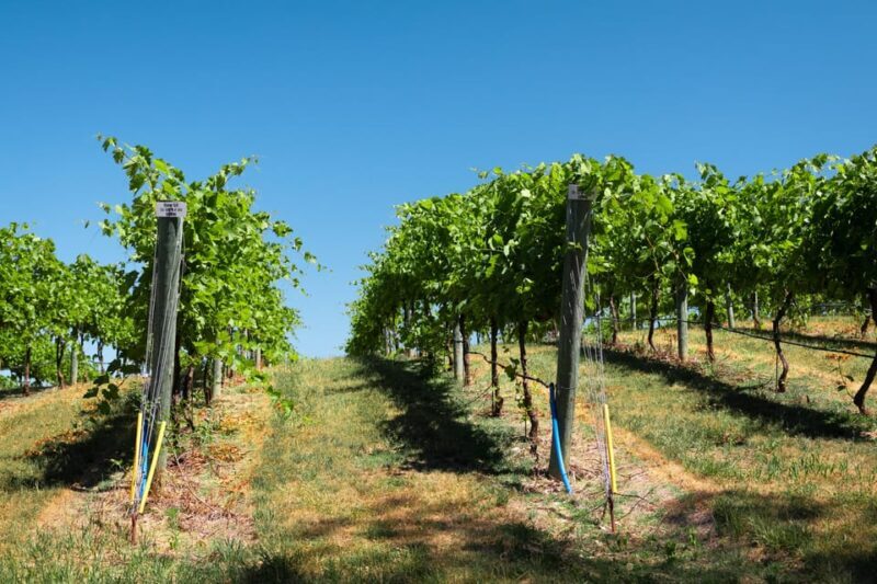 Full day tour:Knossos,Koronekes Olive mill,Lyrarakis winery - Key Points