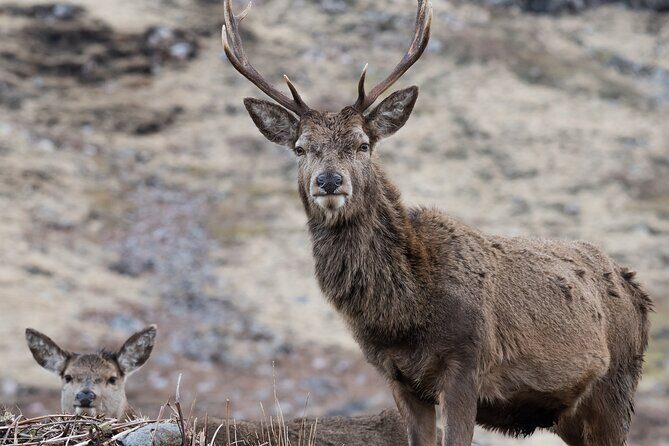 Full-Day Trip: Glenfinnan Viaduct & The Highlands from Edinburgh - Key Points