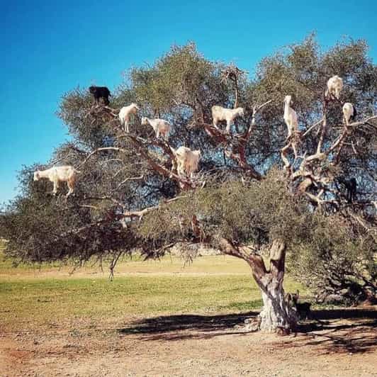Full-Day Trip To Essaouira From Marrakech Guided City Tour - Itinerary and Activities