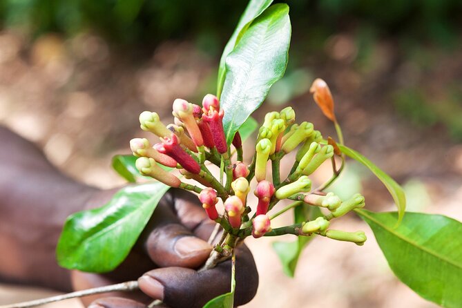 Full Day Trip to Stone Town, Spice Farms and Prison Island - Spice Farm Experience