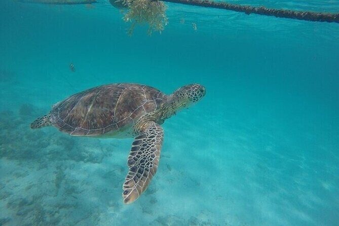 Full Day Tulum Ruins Tour with Cenote and Snorkeling Sea Turtles - Snorkeling with Sea Turtles at Akumal Bay