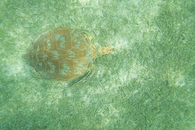 Full Day Tulum Ruins Tour with Cenote and Snorkeling Sea Turtles - FAQ